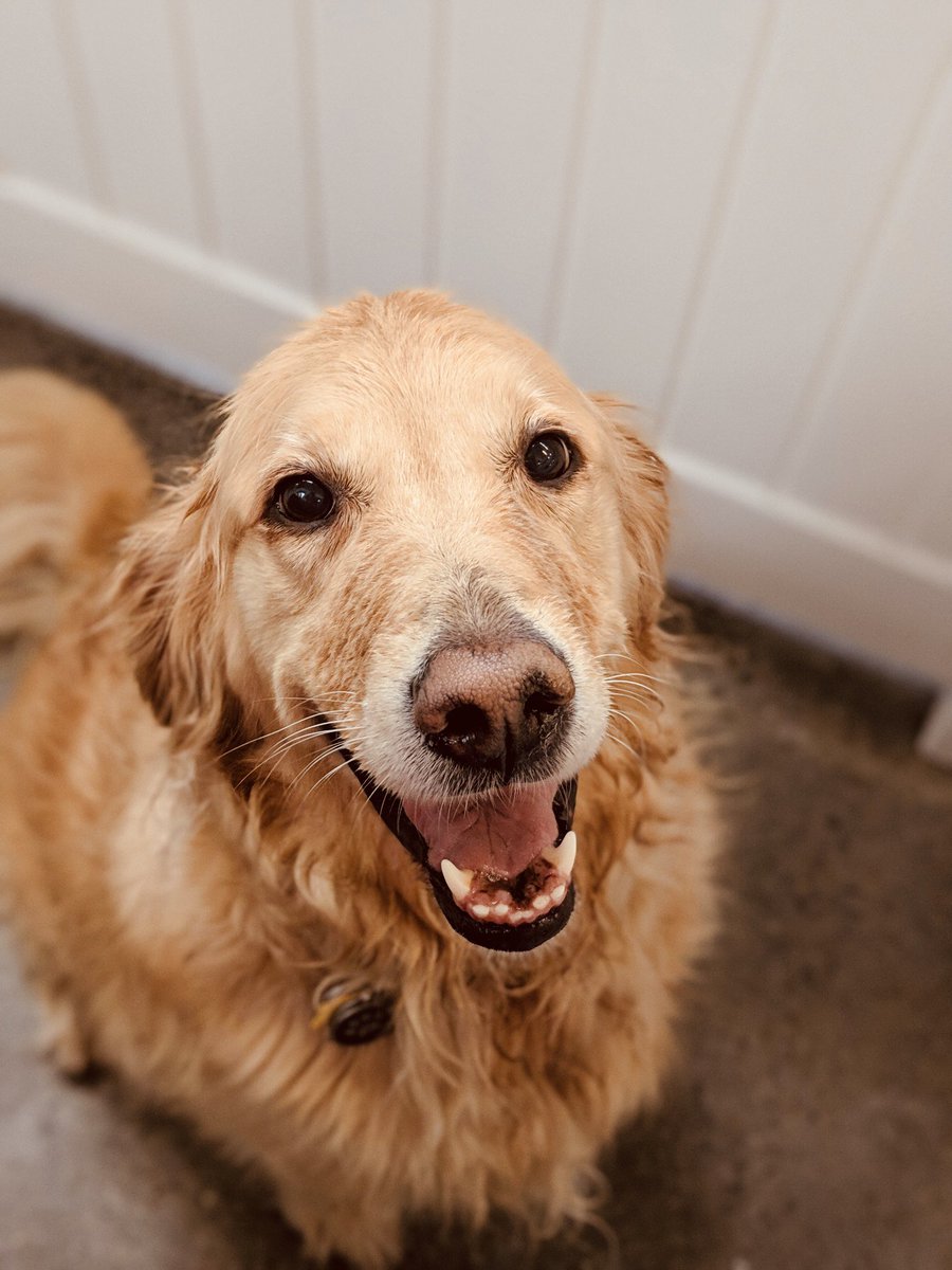 dmlcreative's tweet photo. My best friend. RIP. 12.5 yrs https://t.co/ZAgWIDPedI