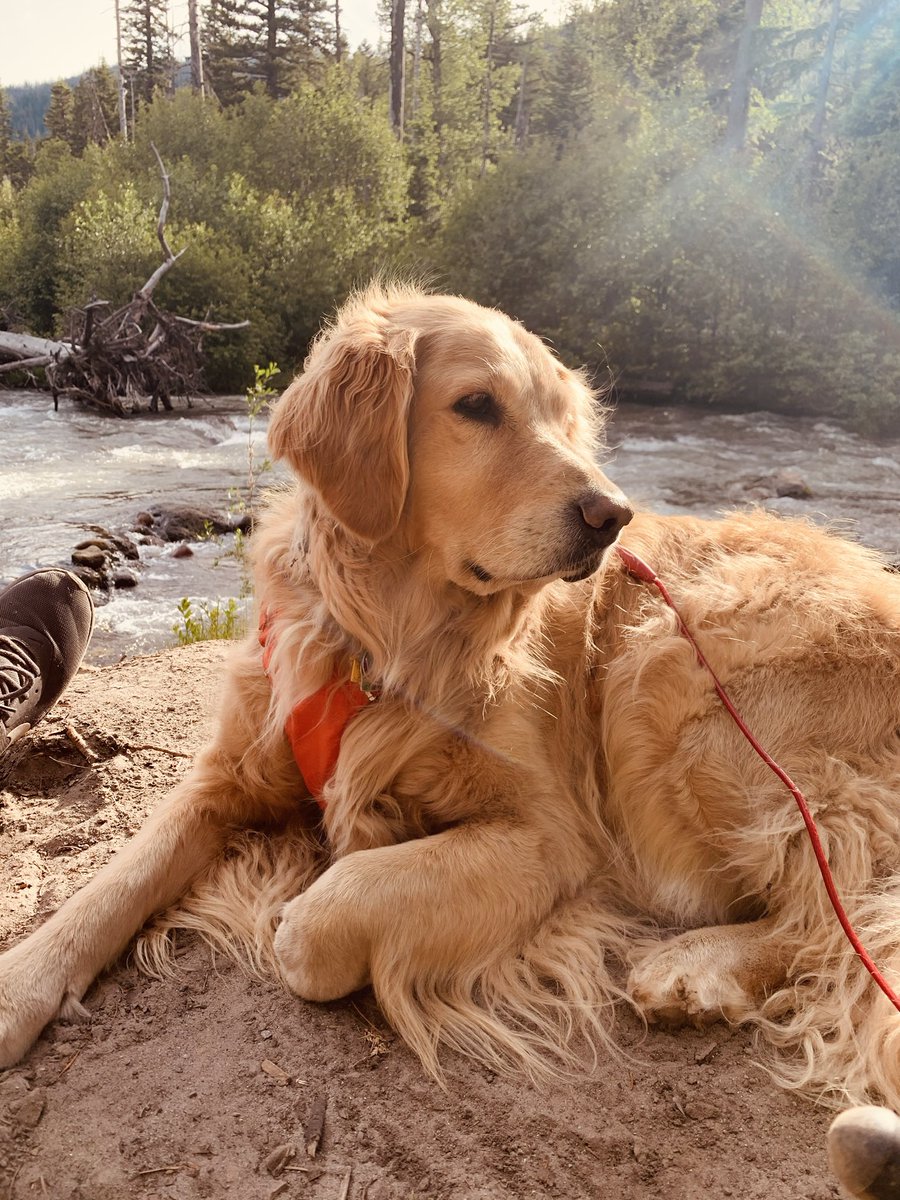 dmlcreative's tweet photo. My best friend. RIP. 12.5 yrs https://t.co/ZAgWIDPedI