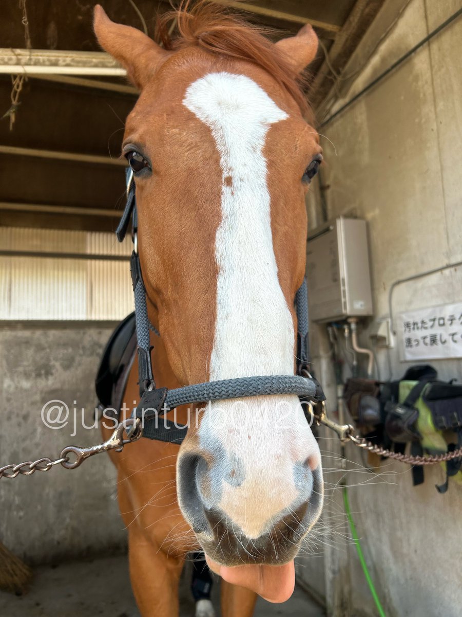 GOGOターボさん（ジャスティンターボ） tweet media