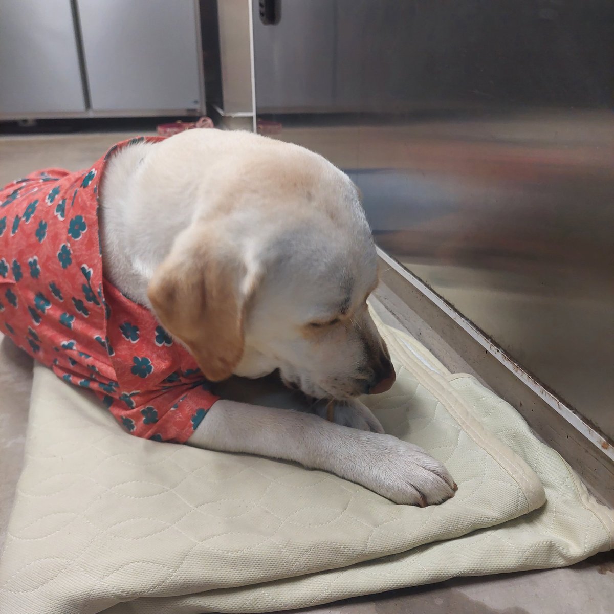 和蕎庵 tweet media