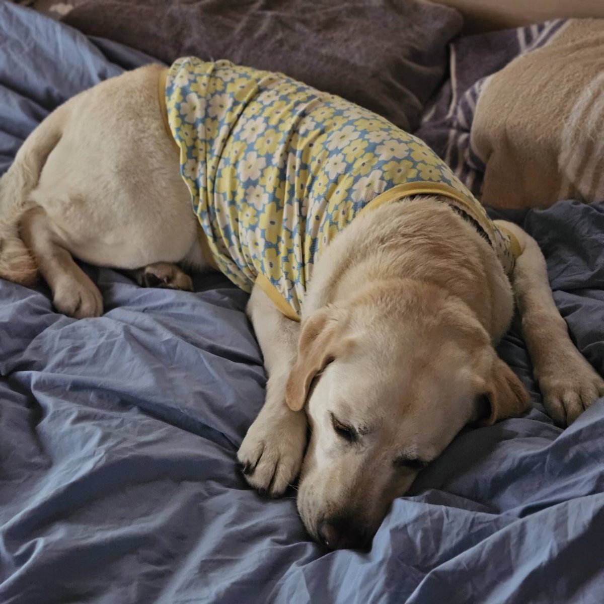 和蕎庵 tweet media