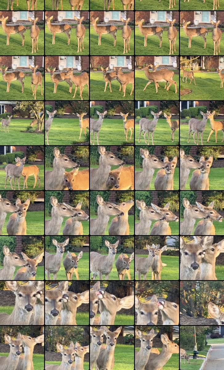 just been taking deer pics like i’m at a concert