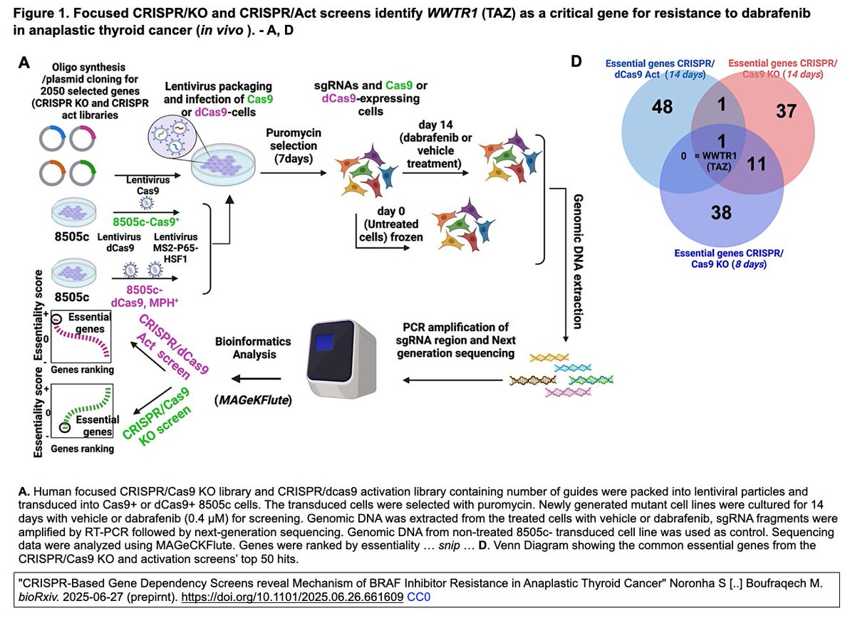 ScienceCrisp's tweet image. "CRISPR-Based Gene Dependency Screens reveal Mechanism of BRAF Inhibitor Resistance in Anaplastic Thyroid Cancer" 
Noronha S [..] Boufraqech M. bioRxiv. 2025-06-27 (prepirnt). 
doi.org/10.1101/2025.0… 
#CRISPR KO &amp;amp; CRISPRa screen