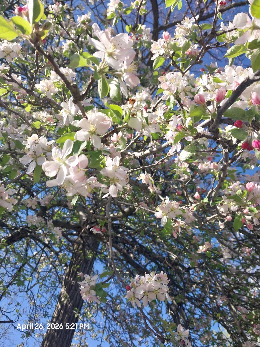 Rosemary2215's tweet image. Went for a walk

#walk #eriecanal