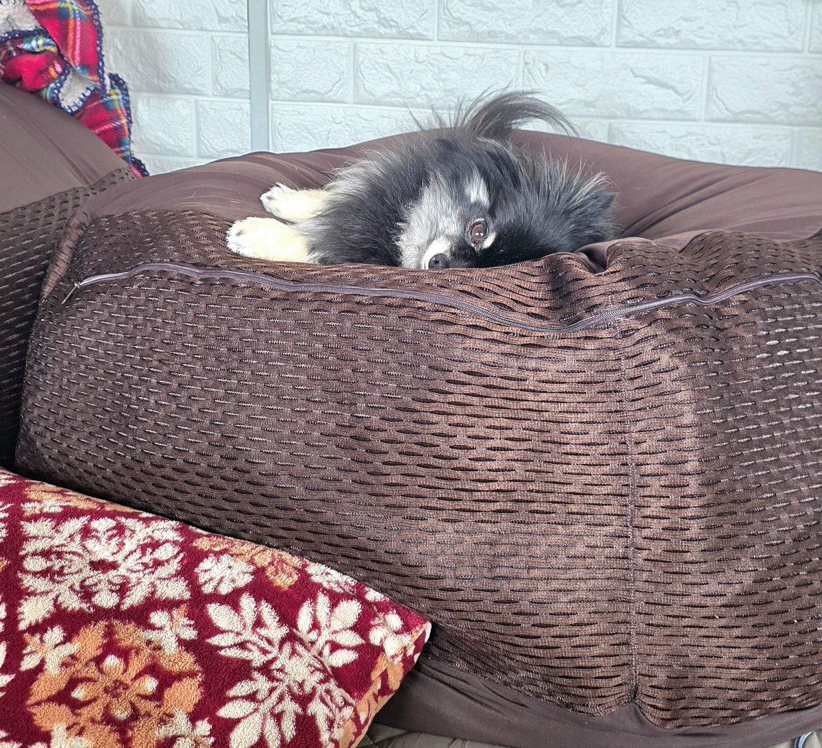 アコおじ🧔🧑‍🦲🍟 🐸 tweet media