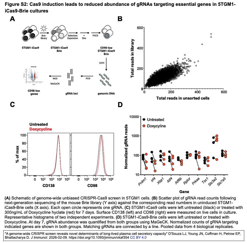 ScienceCrisp's tweet image. "A genome-wide #CRISPR screen reveals novel determinants of long-lived plasma cell secretory capacity" 
D'Souza LJ, Young JN, Coffman H, Petrow EP, Bhattacharya D. 
J Immunol. 2026-02-09. 
doi.org/10.1093/jimmun…