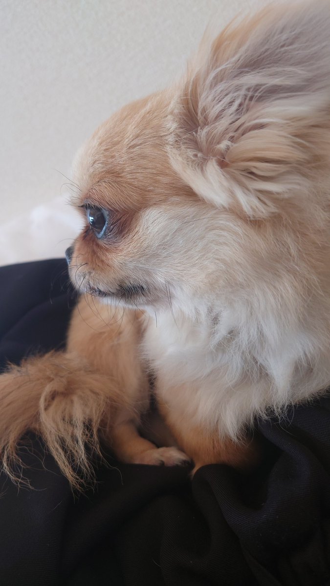 恋犬たかね tweet media