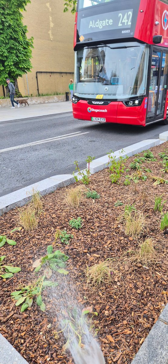 DaveRaval's tweet image. Thought I'd water the plants on the new "linear park" on Amhurst Road, since #Hackney Council isn't, and several of them seem to be dying.