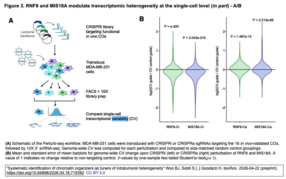 ScienceCrisp's tweet image. "Systematic identification of chromatin organizers as tuners of intratumoral heterogeneity" 
Woo BJ, Sobti S [..] Goodarzi H. 
bioRxiv. 2026-04-22 (preprint). 
doi.org/10.64898/2026.… 
#CRISPR-a/-i screen