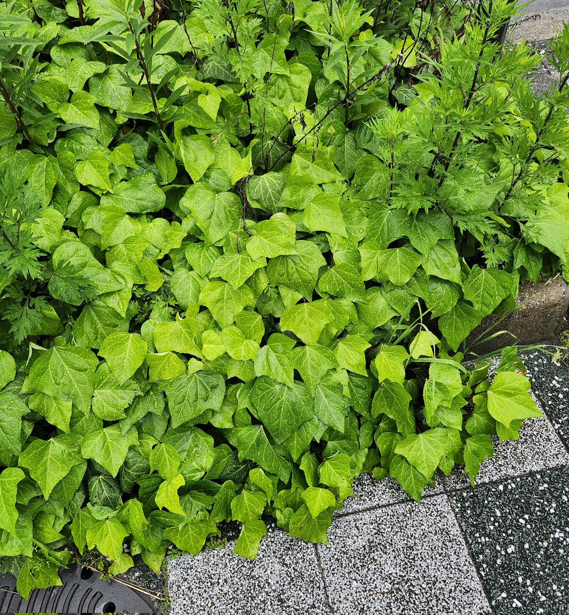 雨止んでると思ったら微妙に降ってる☔傘ない😂
諦めて水曜日休みだし頑張ろ🔥