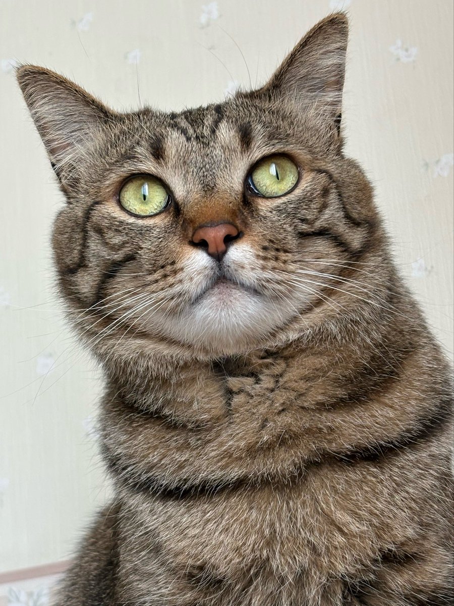 ゆずルイメイママ tweet media