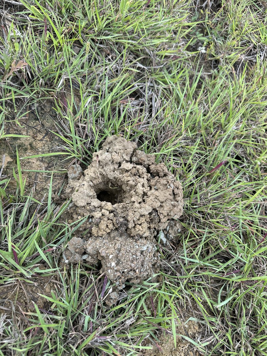 Sevierly Blessed Texan tweet media