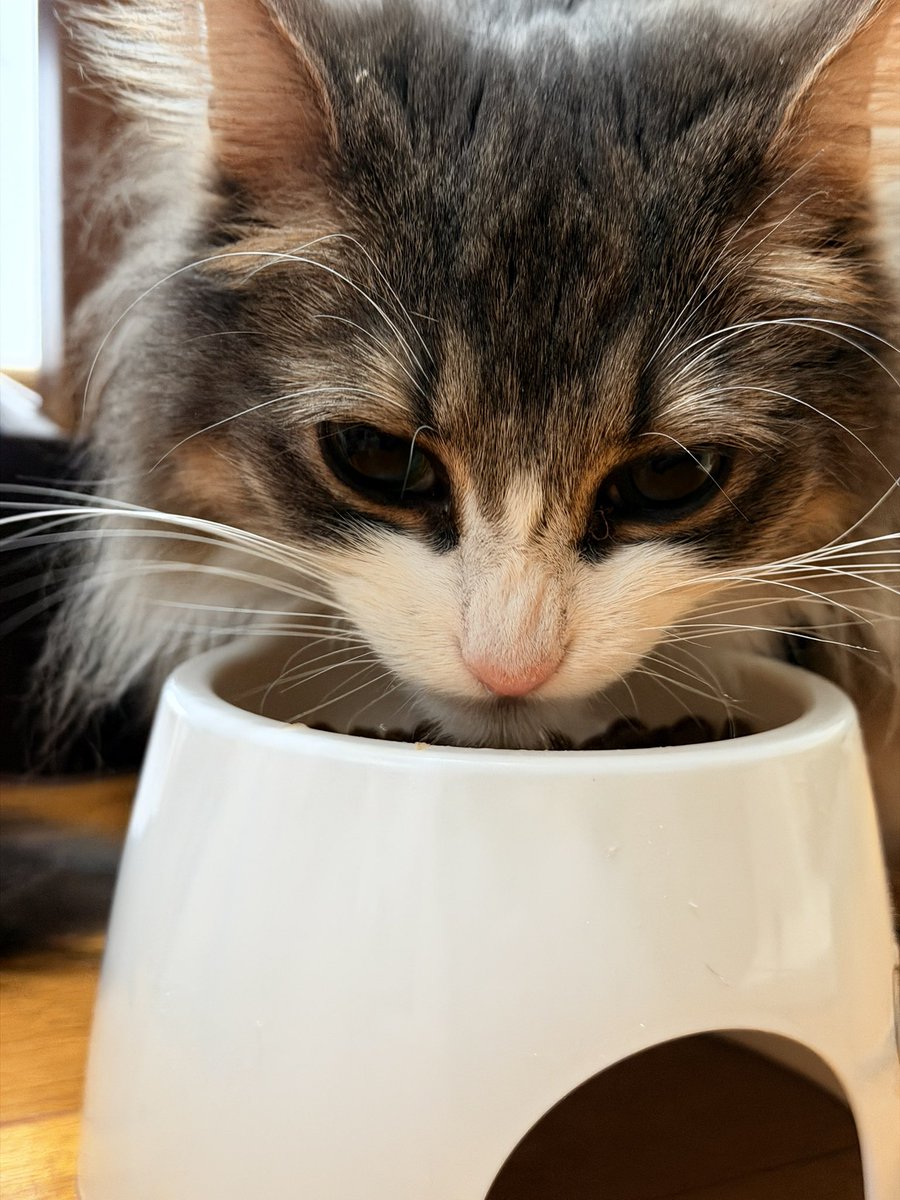 MMラック@青梅・北欧猫との生活 tweet media