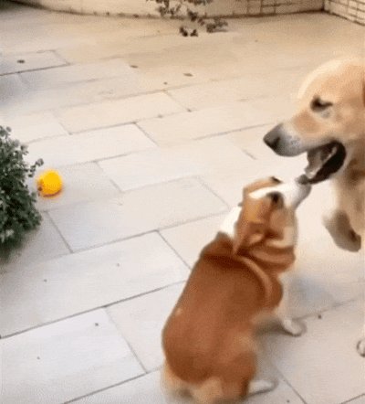 deealupusa tweet media