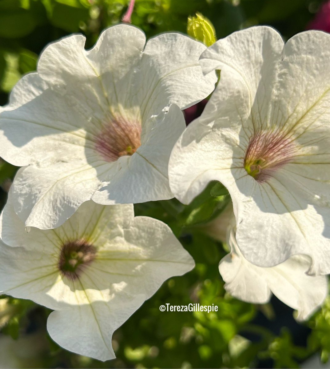 TBGTNT's tweet image. Thank you 🙏🏼 Eleesha, 💖 for your kind #FF #LoveAndLight &amp;amp; for your profound quote on Manifestation.
🖋️💫💎🪷🕊️
Good evening / night to you &amp;amp; to everyone here.✨🌟🌝🌟✨
I wish you all, a beautiful, blessed &amp;amp; inspirational #NewWeek ahead💐
📸@TBGTNT