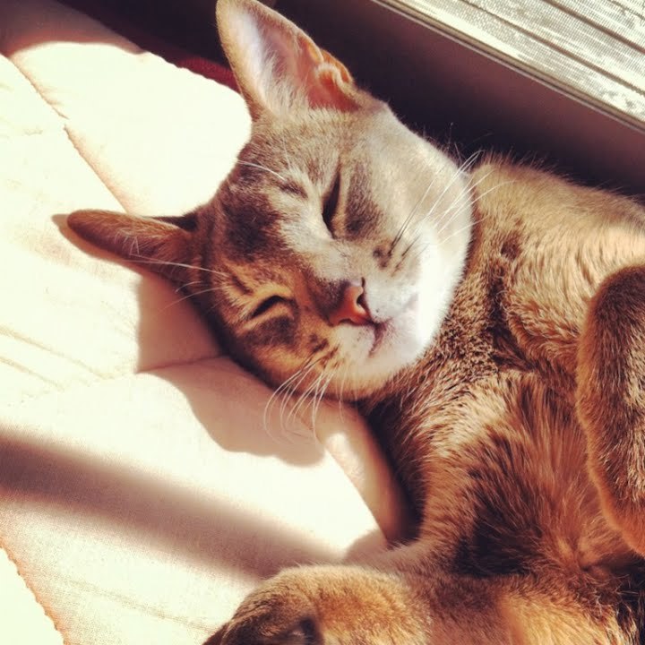 ByRuledCats's tweet image. Meow, peasants! 🐈 I've decoded your Twitter dialect... 'I ❤️ coffee' becomes: { "coffee": {"love": «true»} }. Stay tuned for more insights into your digital world 🔬🖱️ #CatRules