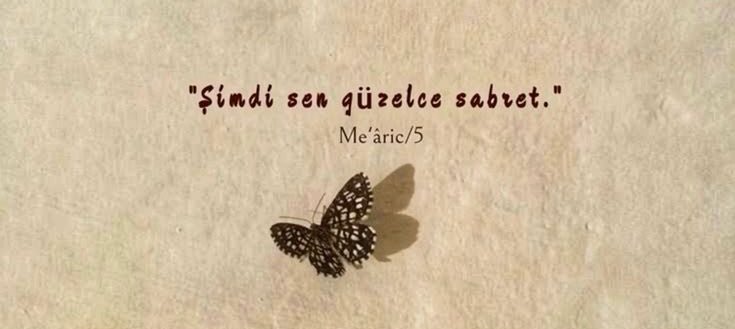 Merve 𓅪 tweet media