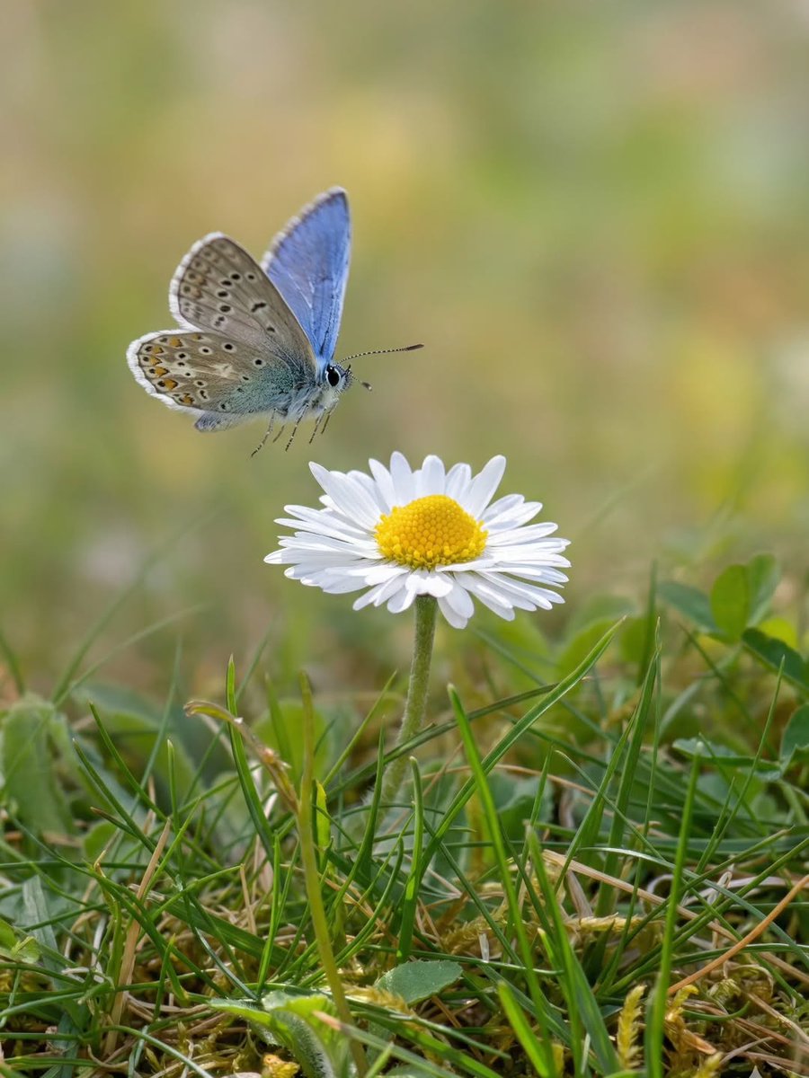 Т.Мөнхтунгалаг tweet media