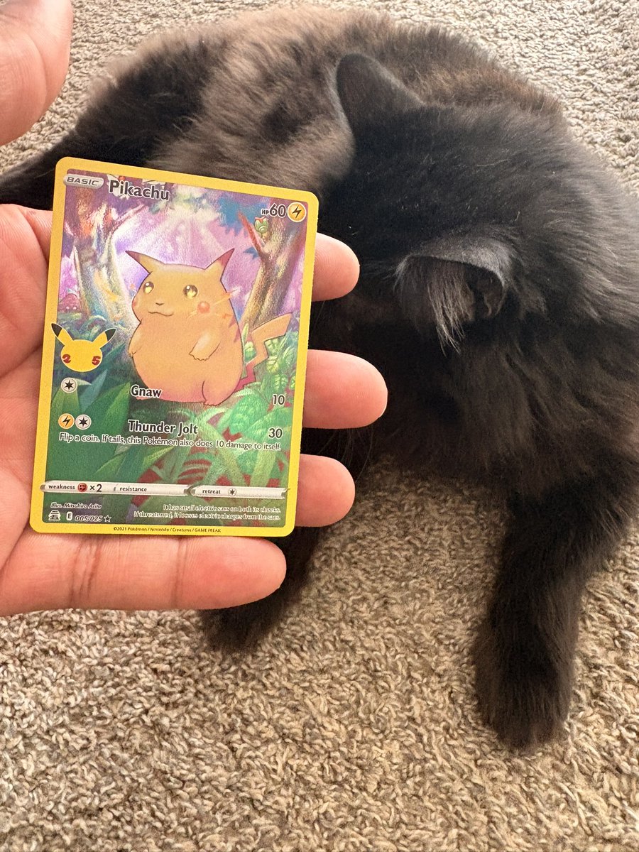 chgdmn's tweet image. A beautiful Sunday indeed 🤩⚡️🐈‍⬛

#mycatloko #angora #pikachu #pokemontcgcommunity #pokepets #pokemongo #pika