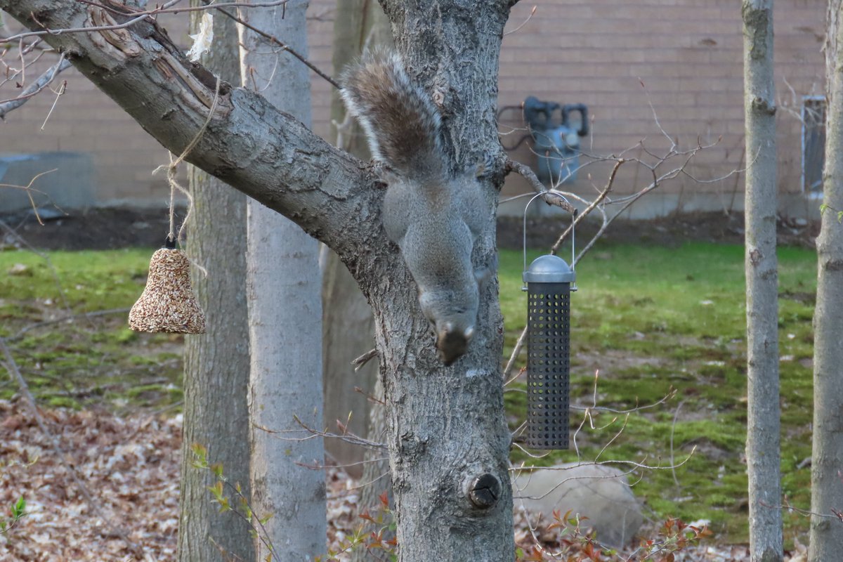 CarlynServices's tweet image. #springcleaning in the backyard.  A little #birdhouse painting with my grandson, more to come.  Mr #squirrel trying to get to my bird feeder lol.