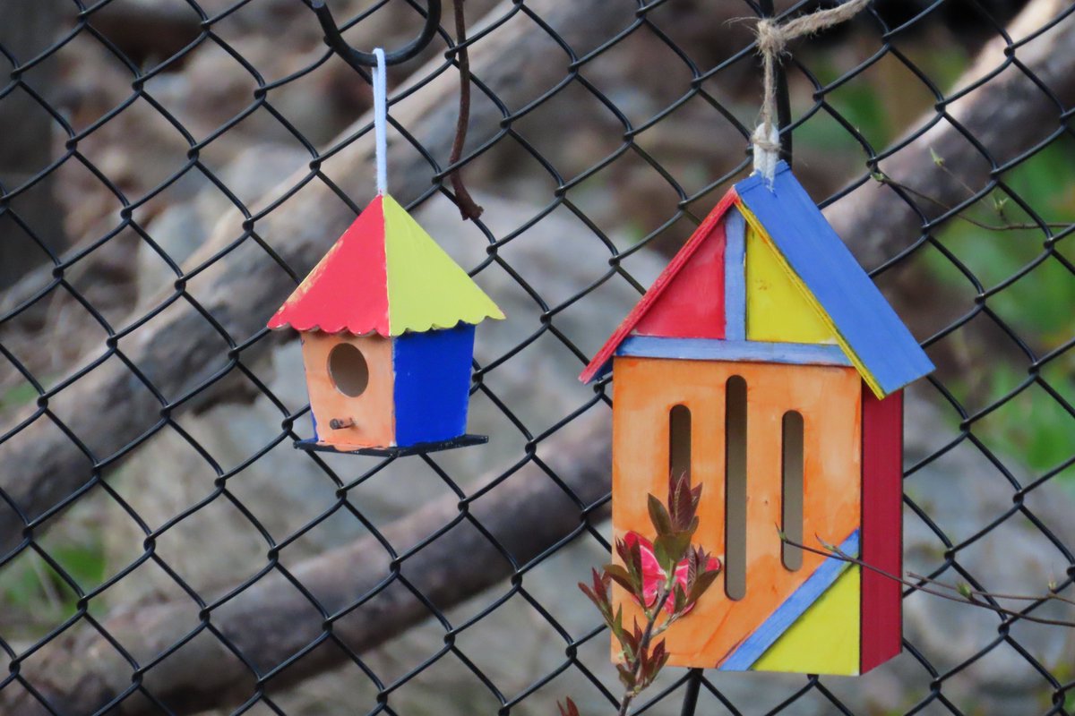 CarlynServices's tweet image. #springcleaning in the backyard.  A little #birdhouse painting with my grandson, more to come.  Mr #squirrel trying to get to my bird feeder lol.