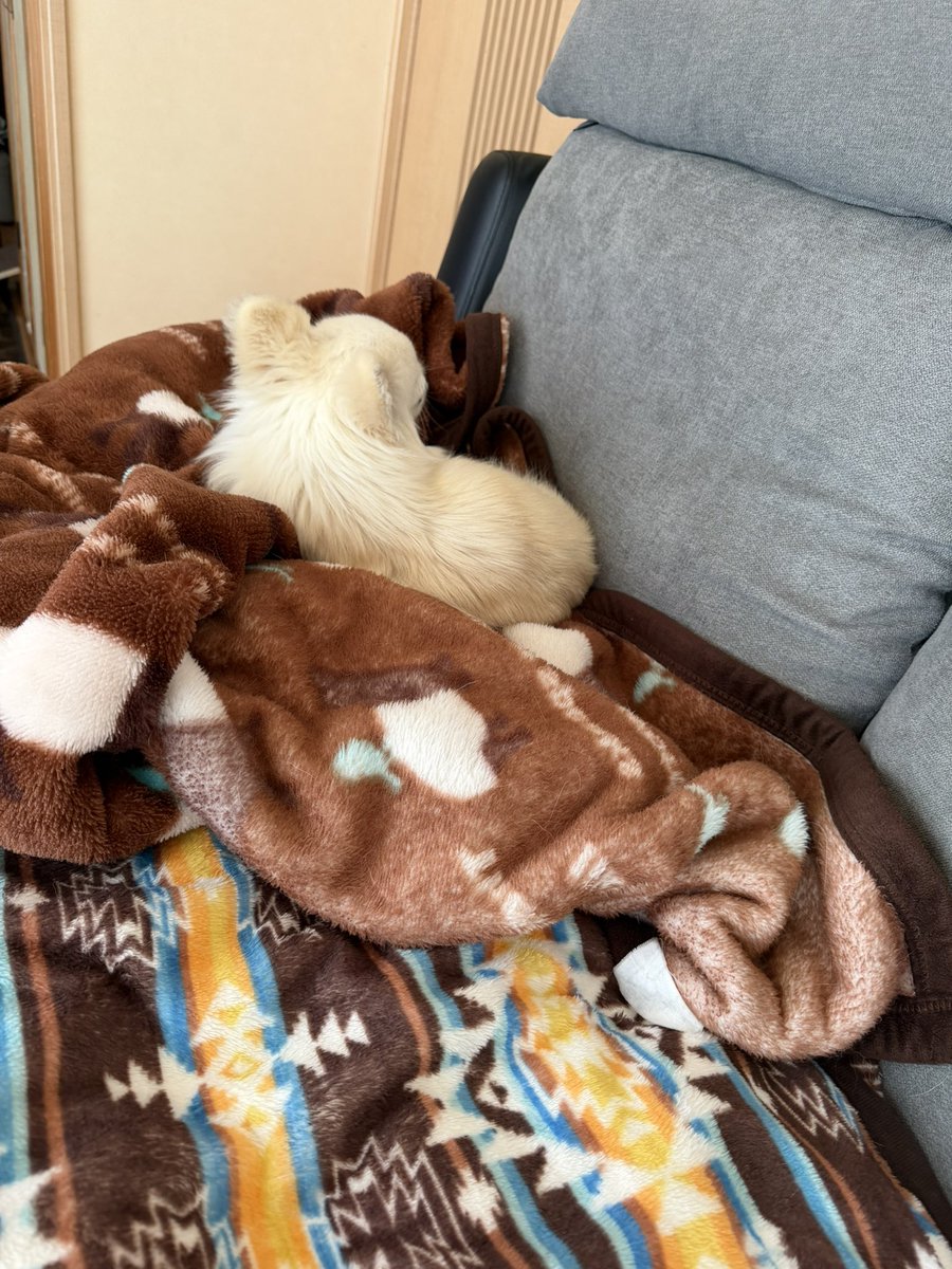 MUGIn_newtw's tweet photo. 埋もれるのが好き🐶最近の定位置…
#チワワ
#犬のいる暮らし
#朝活 https://t.co/NYsyt06tqO