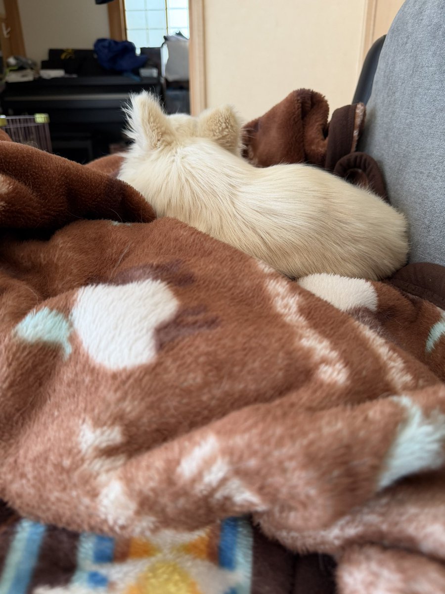 MUGIn_newtw's tweet photo. 埋もれるのが好き🐶最近の定位置…
#チワワ
#犬のいる暮らし
#朝活 https://t.co/NYsyt06tqO