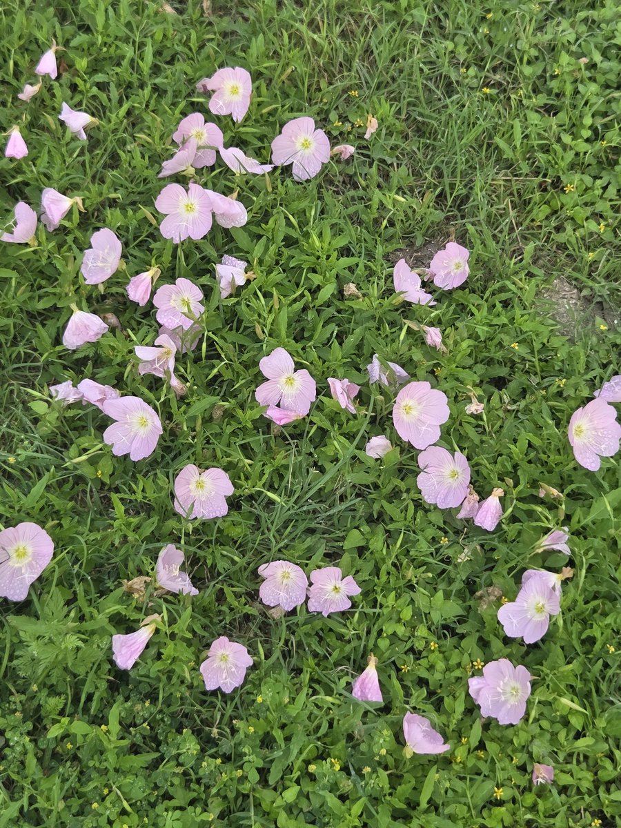 Tabbycat 🍉 tweet media