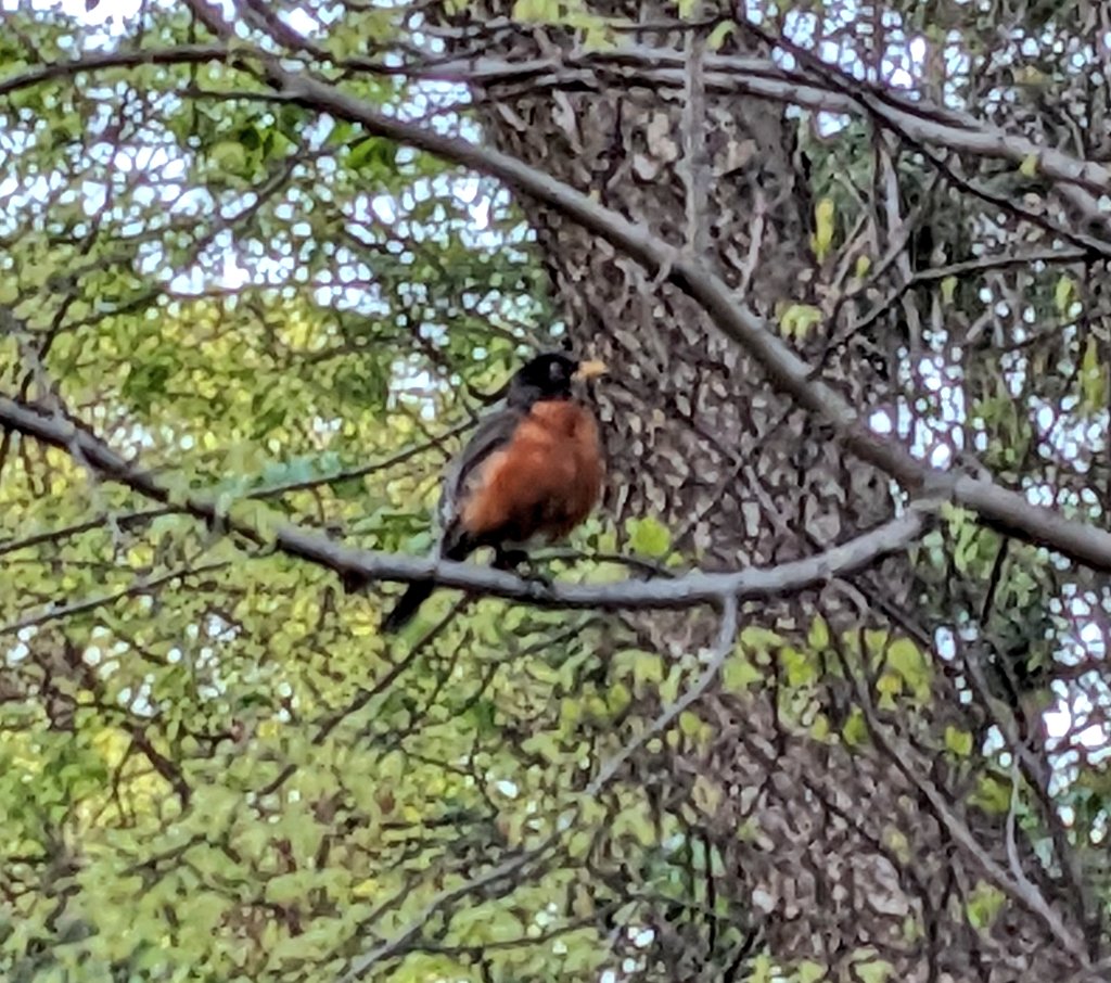 Turdus migratorius -- an American robin, on the shore of the lake in Central Park.