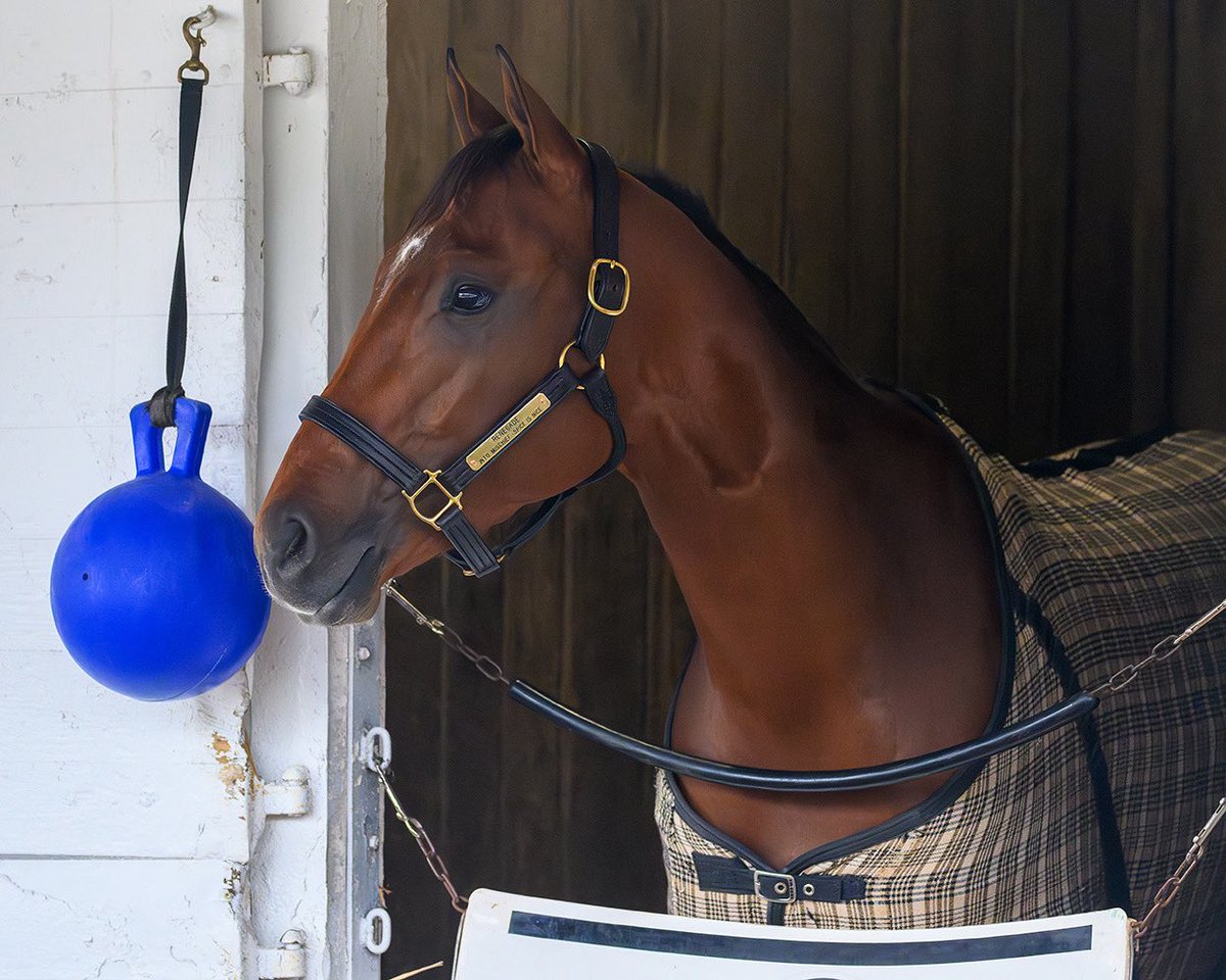 BH_AEberhardt's tweet photo. First day on the track for morning line favorites @KentuckyDerby contender #Renegade (#IntoMoschief) and Oaks contender #Zany (#AmericanPharoah) at @ChurchillDowns #horsepower @iradortiz @RepoleStable @PletcherRacing @TaylorMadeSales @Westbloodstock https://t.co/KuirCsw9Jx