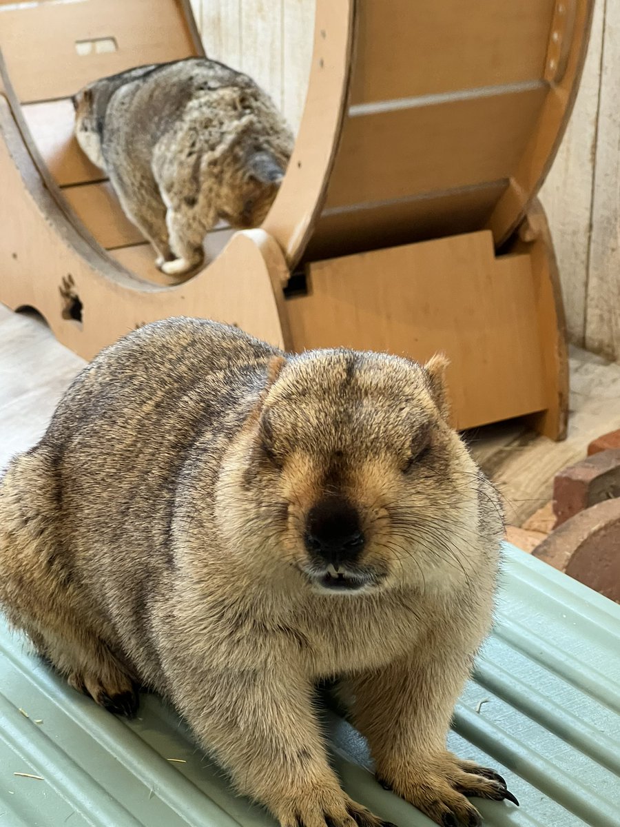 もえち tweet media