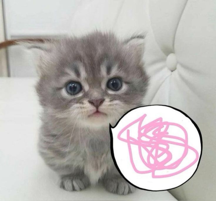 dllieweb tweet picture
