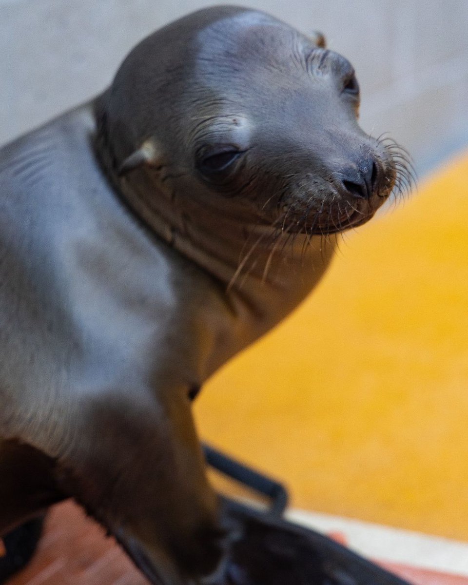 The Marine Mammal Center tweet media
