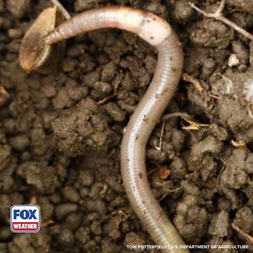foxweather's tweet image. WORM ATTACK 😳: Officials in California and Colorado are warning of an invasive species known as the Asian jumping worm, which is bad news for gardeners.

Click the link to read more: foxweather.com/earth-space/of…

#Colorado #California #Worms #Spring #Gardening #FOXWeather