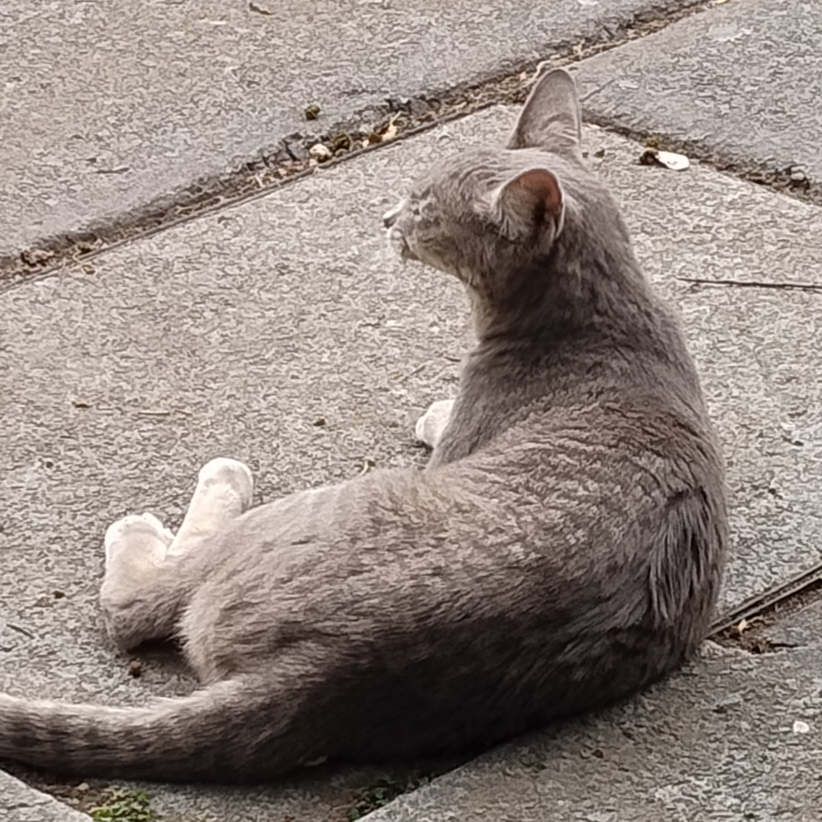 arte_des's tweet photo. Sleepy cat on Sunday. We love Sundays

#CatsOnTwitter #gatos https://t.co/w7P08mUPKw