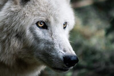 AnimalPetitions.org tweet media