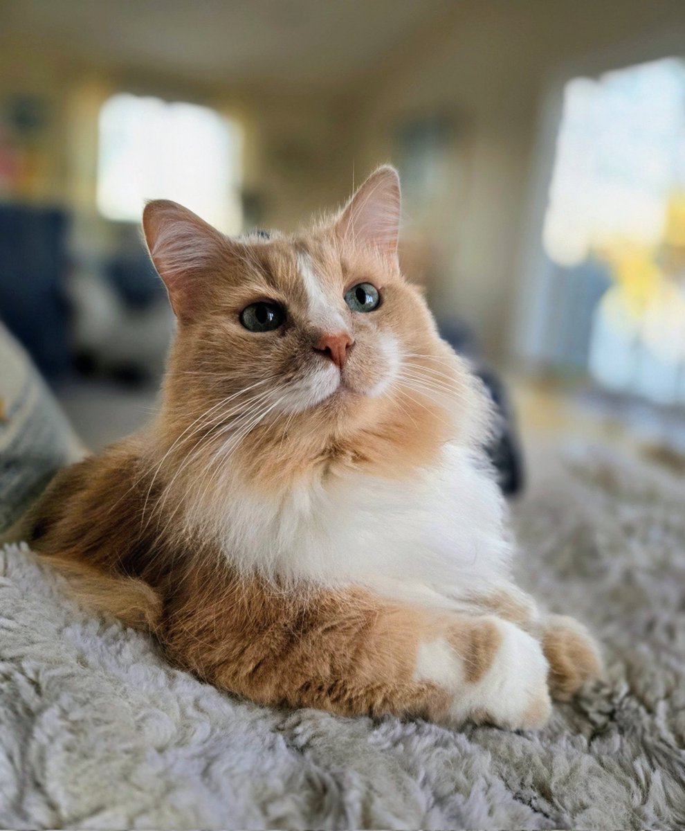 CarsonTheCat1's tweet photo. Carson wishes everyone a happy Sunday! https://t.co/Tzxgx2rZ8B