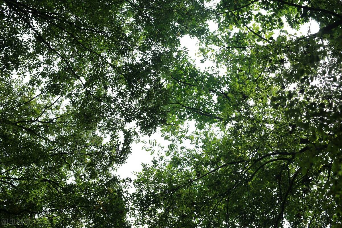 andy_ravenz's tweet image. Woke up to birds u0026 pine scent—camping beats any alarm clock. Tent’s cozy, fire’s crackling, and the view Pure magic.  #CampLife #NatureFix