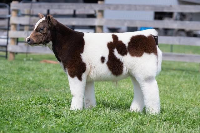 mattlautner's tweet image. #Ohio

Maternal Brother To Cool Kids Club &amp;amp; Kool Aid 

sconlinesales.com/Bids/AuctionsL…

New World Order x BDR/MAB Steer Selling Now On SC Online Sales @ Williams Show Cattle
