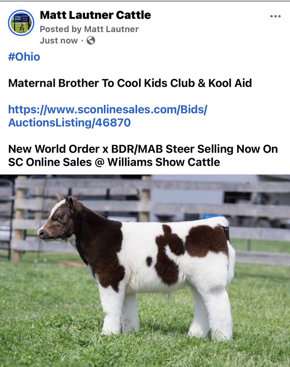 mattlautner's tweet image. #Ohio

Maternal Brother To Cool Kids Club &amp;amp; Kool Aid 

sconlinesales.com/Bids/AuctionsL…

New World Order x BDR/MAB Steer Selling Now On SC Online Sales @ Williams Show Cattle