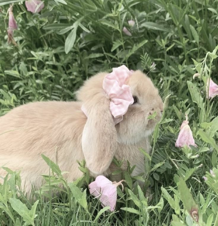 𐙚⋆°🦢｡⋆♡ tweet media