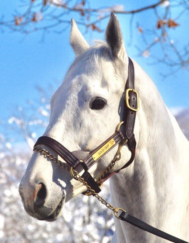Bolsopreto e Skybahia tweet media