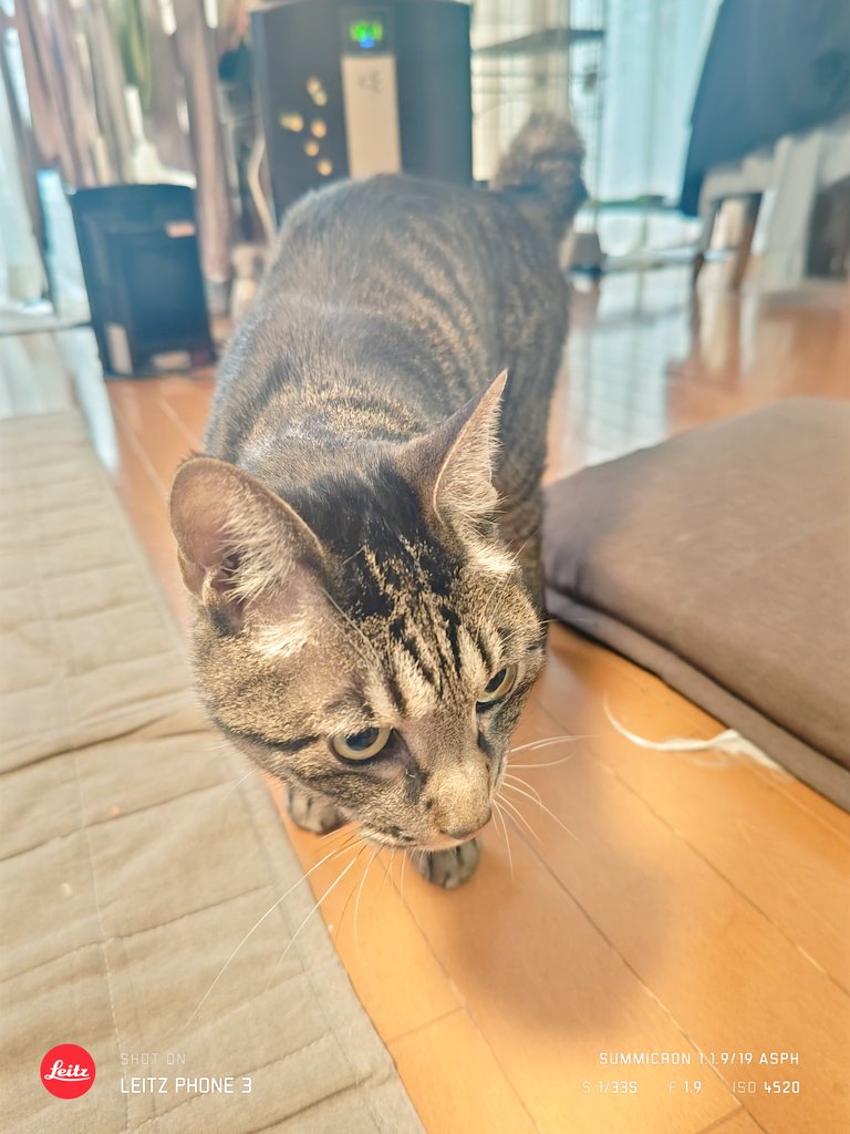 こでまり tweet media