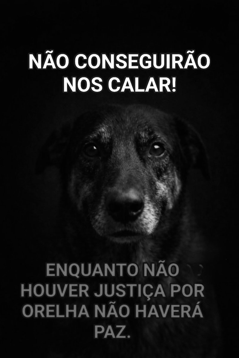 Não vão nos calar.
A dor do Orelha não será esquecida, nem varrida pra debaixo do tapete.

Sem justiça, não há paz.
Sem resposta, não há silêncio.

#JustiçaPorOrelha 🐾💔