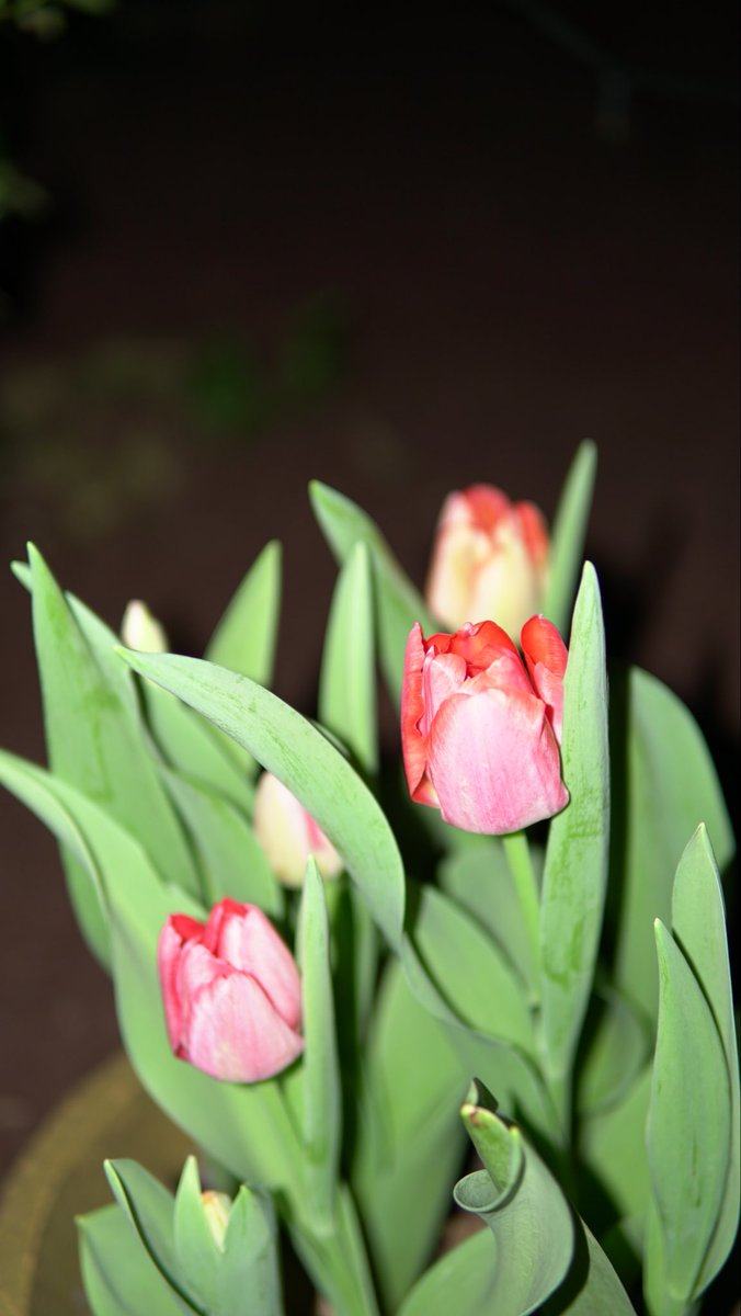 anahirts's tweet photo. Para recordar siempre la primera vez que planté y recogí mis propios tulipanes 🥰 https://t.co/9CUzhO4QD0