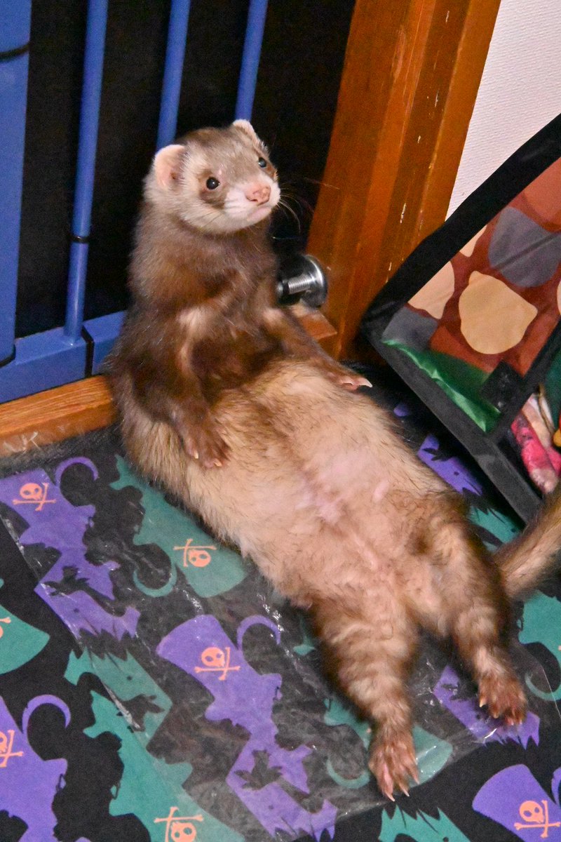 ぐっことガルガルʕ•ᴥ•ʔアニマルEXPO＆デザフェス✨️ tweet media