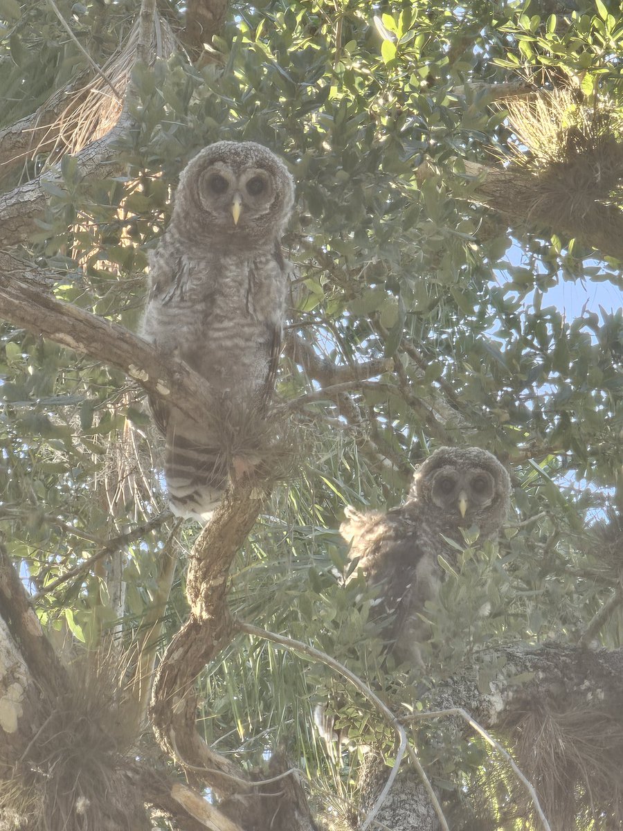 Dr.NyanCo tweet media