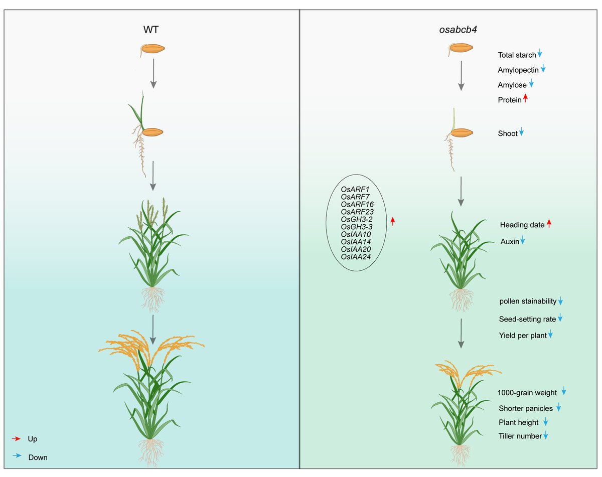 JPR_news's tweet image. “OsABCB4 disruption impairs auxin homeostasis, delaying heading and compromising agronomic traits in rice.” Jiang et al. #Rice #Transporter #Auxin #PollenFertility #GrainFilling
link.springer.com/article/10.100…