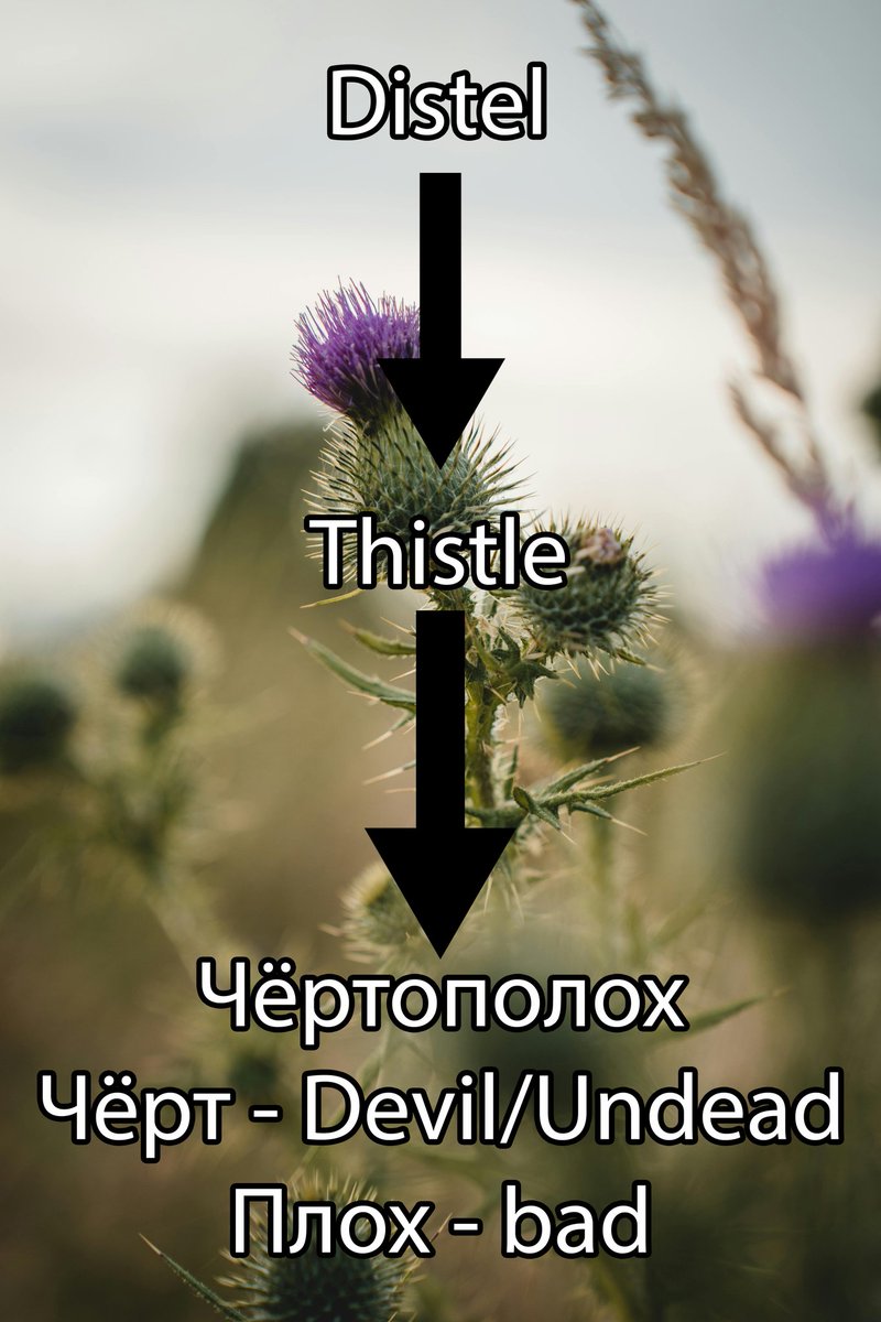Distel tweet media