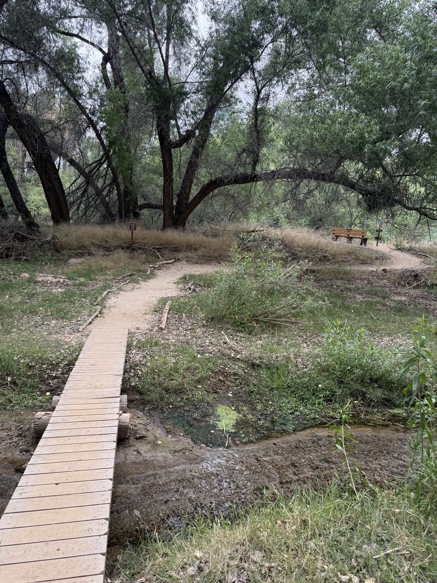 jen75_01's tweet photo. Timeline cleanse. Most quiet location in the Valley to sit and just breath. Bird sanctuary and wildlife is all around you. #hassayampariverpreserve #saveourparks # https://t.co/FAeDEH5GCT
